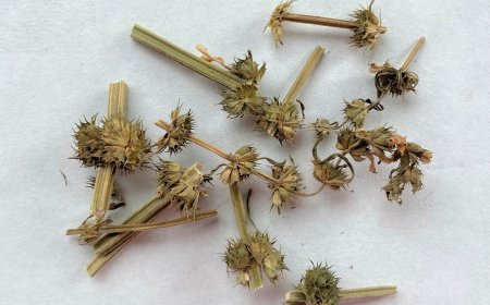 Ích Mẫu (Leonurus japonicus): Thảo Dược Truyền Thống và Tác Dụng Thần Kỳ Trong Y Học