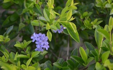 Phát Triển Sự Chín Chắn và Bản Lĩnh Đàn Ông Thông Qua Ba Bài Học Cuộc Sống