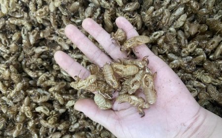 Khám Phá Bí Ẩn Xác Ve Sầu và Những Lợi Ích Trong Y Học Cổ Truyền