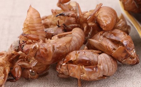 Khám Phá Công Dụng Kỳ Diệu của Ve Sầu Trong Y Học Cổ Truyền