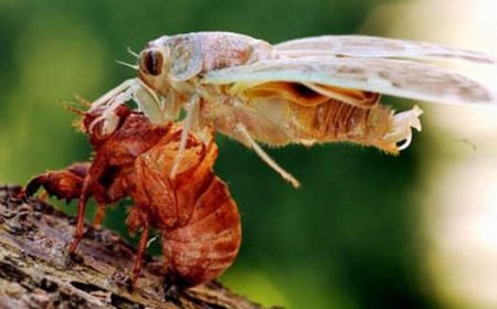 Khám Phá Công Dụng Kỳ Diệu của Xác Ve Sầu Trong Y Học Cổ Truyền