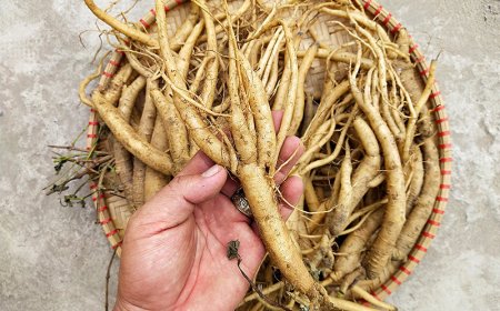 Đẳng Sâm: "Nhân Sâm" dành cho người nghèo và những lợi ích sức khỏe không ngờ