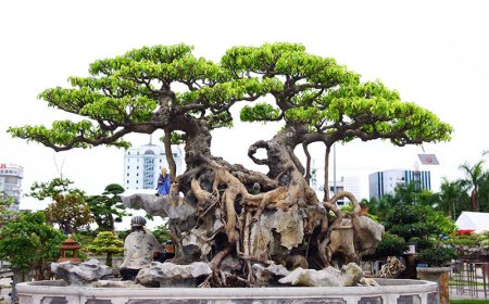 Tại Sao Cây Sanh Thường Được Trồng Theo Cặp? Khám Phá Ý Nghĩa Phong Thuỷ Và Cách Chăm Sóc