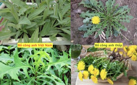 So Sánh Bồ Công Anh Việt Nam và Trung Quốc: Đặc Điểm và Ứng Dụng