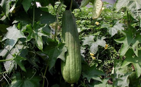 Khám Phá Lợi Ích Kỳ Diệu của Lá Mướp Đối Với Gan, Da và Mắt