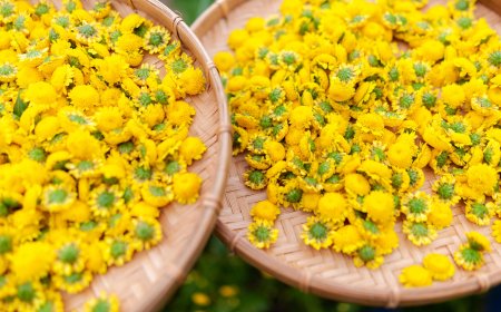 Ai Không Nên Uống Trà Hoa Cúc? Một Hướng Dẫn Cần Thiết