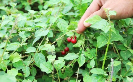 Cẩn Thận Khi Dùng Cà Gai Leo: Ai Không Nên Sử Dụng?