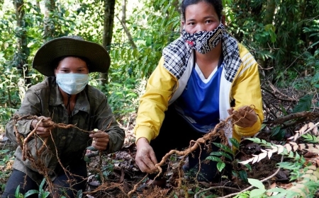 Hiểu Rõ Hồ Sơ Thuyết Minh Và Điều Kiện Thực Hiện Dự Án Đầu Tư Dược Liệu Quý