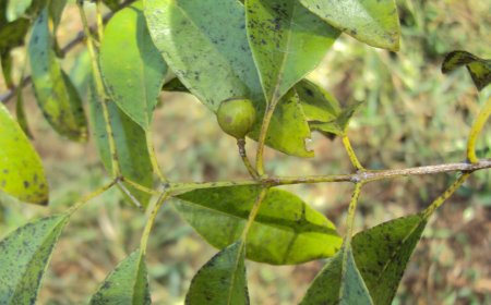 Dự Án Trồng Cây Đàn Hương: Đánh Giá Các Yếu Tố Thành Công và Hiệu Quả Kinh Tế