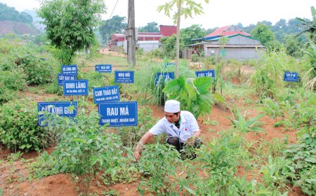 70 Cây Thuốc Nam Quan Trọng Trong Y Học Cổ Truyền Việt Nam