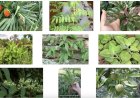 10 Loại Cây Thuốc Nam Phổ Biến Nhất Bạn Nên Biết - Tìm Hiểu Lợi Ích và Cách Sử Dụng
