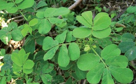 Cách Nấu Chè Thảo Quyết Minh Giải Nhiệt và Detox Cơ Thể - Bí Quyết Sức Khỏe từ Thiên Nhiên