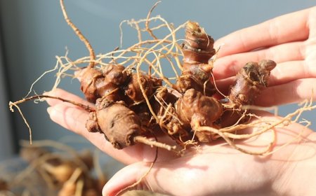 Phân Biệt Sâm Ngọc Linh và Sâm Lai Châu: Nghiên Cứu Khoa Học và Ứng Dụng