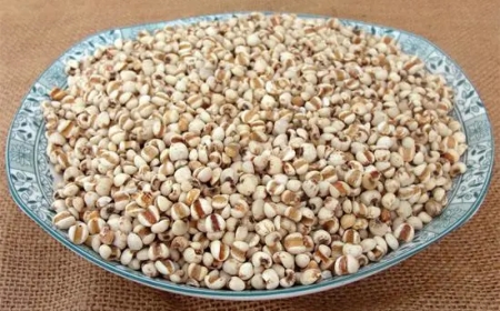 Khám Phá Ý Dĩ Nhân (Semen Coicis): Vị Thuốc Đông Y Hỗ Trợ Điều Trị Bệnh Thấp Nhiệt và Tăng Cường Sức Khỏe