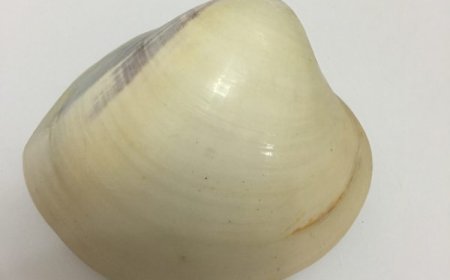 Khám Phá Văn Cáp (Meretrix Lusoria): Vị Thuốc Đông Y Lợi Thấp và Thanh Nhiệt