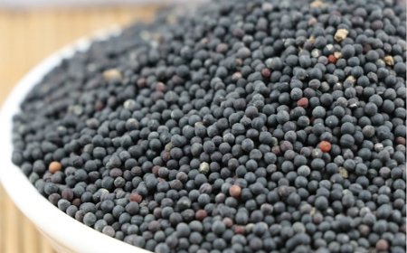 Khám Phá Vương Bất Lưu Hành (Semen Vaccariae): Vị Thuốc Đông Y Giúp Thông Kinh và Hoạt Huyết