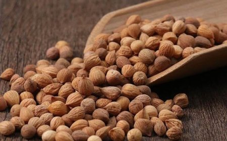 Khám Phá Úc Lý Nhân (Semen Pruni): Thần Dược Đông Y Cho Hệ Tiêu Hóa và Lợi Tiểu