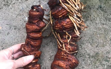 Cây Bảy Lá Một Hoa: Loài Thực Vật Đa Dụng và Quý Hiếm của Việt Nam