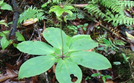 Cây Bảy Lá Một Hoa: Loài Thực Vật Đa Dụng và Quý Hiếm của Việt Nam