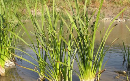 Khám Phá Tam Lăng (Sparganium stoloniferum): Dược Liệu Đông Y Cổ Điển và Công Dụng Đa Dạng