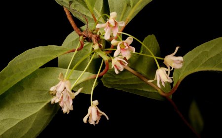 Phân Biệt và Khám Phá Ngũ Vị Tử: Bắc ngũ vị tử và Nam ngũ vị tử