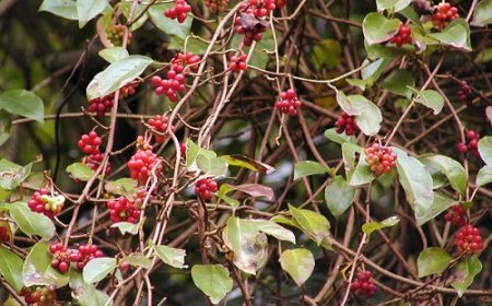 NGŨ VỊ TỬ - Kadsura japonica L.