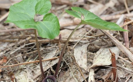 Tế Tân (Herba Asari): Vị Thuốc Đông Y Đa Năng Trong Điều Trị Các Chứng Đau Đầu và Ho