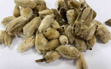 Tân Di (Flos Magnoliae): Vị Thuốc Đông Y Hiệu Quả Trong Điều Trị Nghẹt Mũi và Đau Đầu