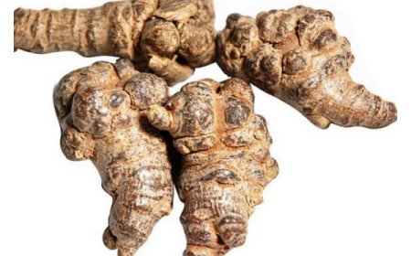 Khám Phá Tam Thất: Vị Thuốc Đông Y Quý Giá Chữa Lành Xuất Huyết và Giảm Đau