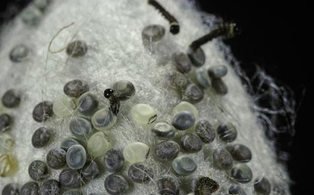 Tàm Sa (Bombyx Mori): Khám Phá Tàm Sa và Bạch Cương Tằm Hai Dược Liệu Đặc Biệt Trong Đông Y