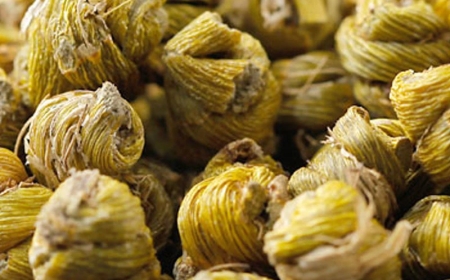 Thạch Hộc (Herba Dendrobii): Vị Thuốc Đông Y Kỳ Diệu Cho Sức Khỏe Âm và Thanh Nhiệt