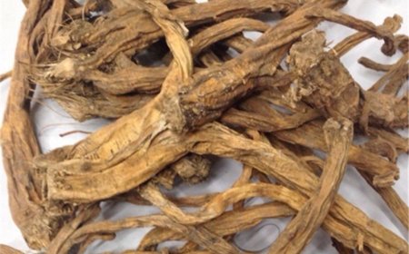 Tần Giao (Radix Gentianae Macrophyllae): Vị Thuốc Đông y Cổ Điển Chữa Trị Phong Thấp và Thanh Nhiệt