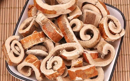 Tang Bạch Bì (Cortex Mori): Vị Thuốc Đông Y Hiệu Quả Trong Điều Trị Ho và Các Triệu Chứng Hô Hấp