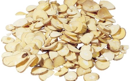 Tang Chi (Ramulus Mori Albae): Vị Thuốc Đông Y Hiệu Quả Trong Điều Trị Đau Nhức và Phong Thấp