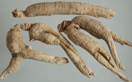 Tây Dương Sâm (Radix Panacis Quinquefolii): Vị Thuốc Đông Y Bổ Khí Dưỡng Âm và Thanh Hư Nhiệt