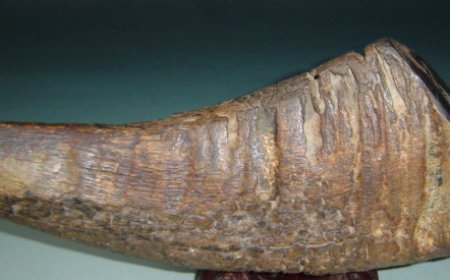 Tê Giác (Cornu Rhinoceri): Vị Thuốc Đông Y Quý Hiếm Thanh Nhiệt và Giải Độc