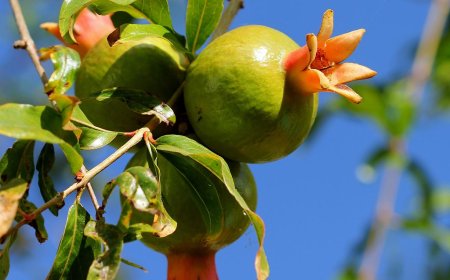 Thạch Lựu Bì (Pericarpium Granati): Vị Thuốc Đông Y Hiệu Quả Trong Điều Trị Tiêu Chảy và Kiết Lỵ