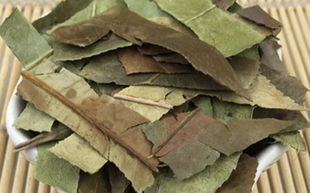 Thạch Nam Diệp (Folium Photiniae): Vị Thuốc Đông Y Chữa Phong Hàn và Kiện Gân Xương