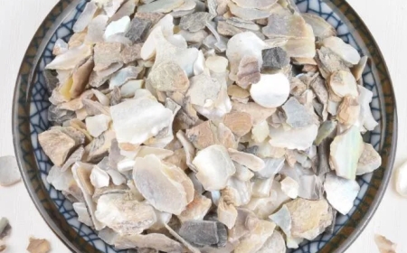 Thạch Quyết Minh (Concha Haliotidis): Vị Thuốc Đông Y Giúp Giáng Hỏa và Sáng Mắt