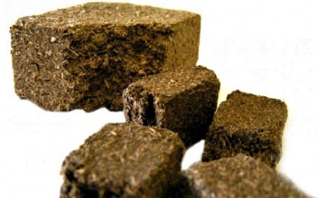 Thần Khúc (Massa Medicata Fermentata): Vị Thuốc Đông Y Hỗ Trợ Tiêu Hóa và Tăng Cường Sức Khỏe