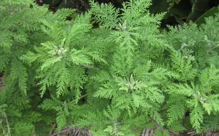 Thanh Hao (Artemisia Apiacea Hance): Vị Thuốc Thanh Nhiệt, Giải Thử và Giảm Sốt Hiệu Quả