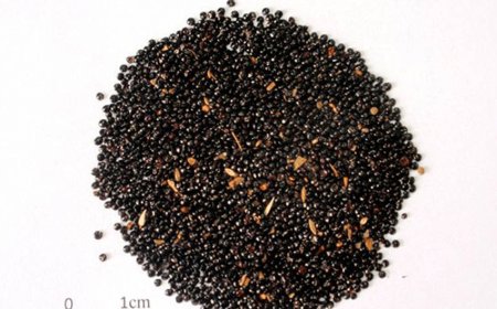 Thanh Tương Tử (Semen Celosiae): Vị Thuốc Đông Y Tán Phong Nhiệt và Hạ Áp Hiệu Quả