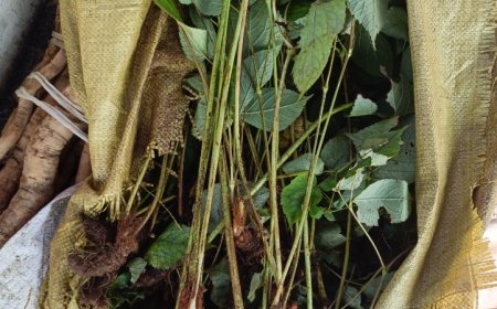 Khám Phá Bí Mật Của Dâm Dương Hoắc - 'Thần Dược' Tăng Cường Sức Khỏe