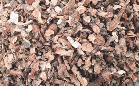 Tìm Hiểu Về Hà Thủ ô Khô - "Vị Thuốc Quý" Cho Sức Khỏe và Sắc Đẹp