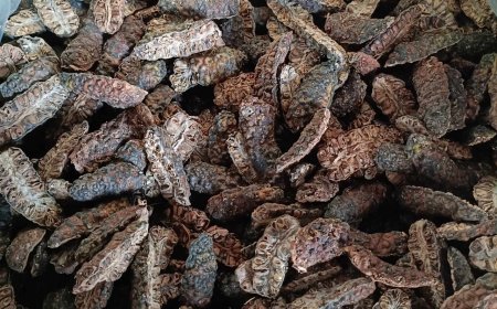 Nhàu Khô - Khám Phá Lợi Ích Bất Ngờ Từ "Siêu Thực Phẩm" Từ Thiên Nhiên