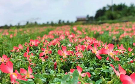 Hợp Tác Và Liên Kết Trong Các Dự Án Sâm Bố Chính: Lợi Ích Và Thách Thức