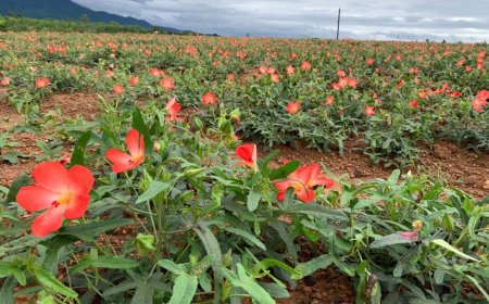 Kinh Nghiệm Thực Tiễn Và Các Bài Học Rút Ra Từ Dự Án Sâm Bố Chính