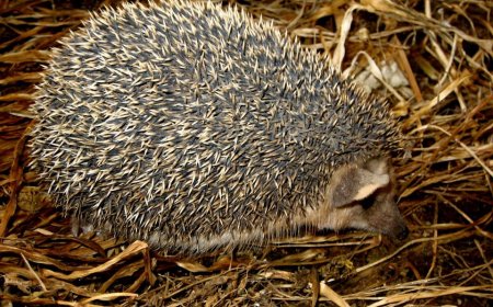 Thích Vị Bì (Hemiechinus auritus Gmelin): Vị Thuốc Đông Y Lương Huyết, Giải Độc và Chữa Trĩ Hiệu Quả