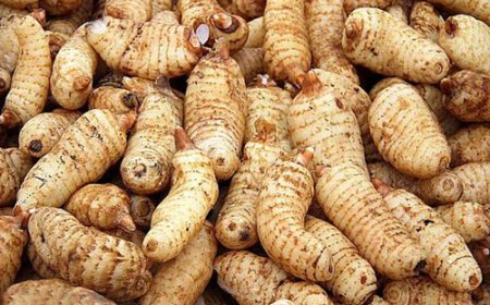 Thiên Ma (Rhizoma Gasrodiae): Vị Thuốc Trấn Tĩnh và Giảm Đau Hiệu Quả