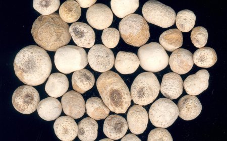 Thiên Nam Tinh (Rhizoma Pinelliae seu Arisaemattis): Vị Thuốc Hóa Đàm và Khu Phong Hiệu Quả